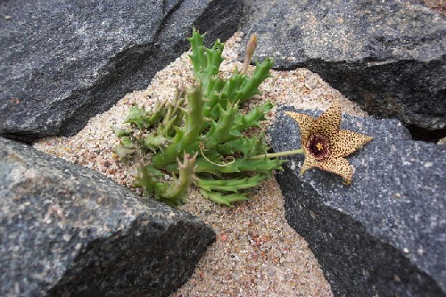 stapelia verrucosa dp3286